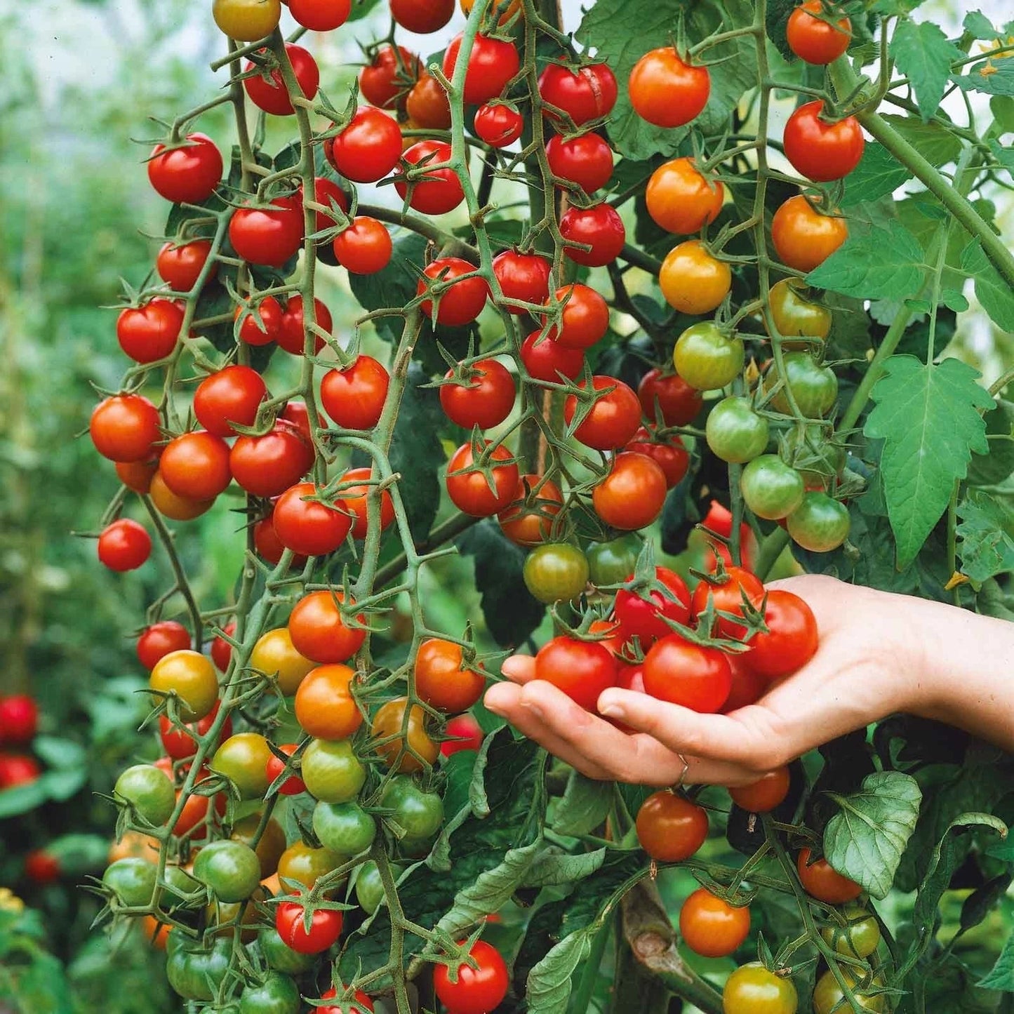 Supersweet 100 Cherry Tomato Seeds – Organic, Non-GMO, Large Juicy Fruit, Solanum lycopersicum, 100+ Seeds for Home Gardens