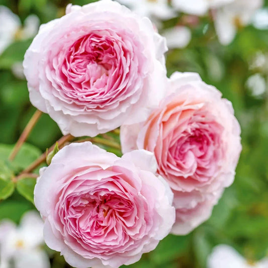 Live Rose Cuttings - James Galway Apricot Fragrant Variety - Rosa 'James Galway' - 3 Stems, 5-8 Inches Long