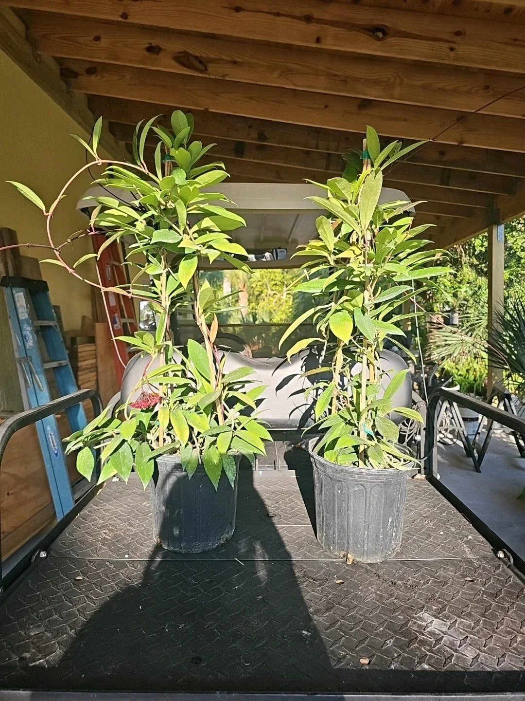 XXL TOWER Hoya Pubicalyx Splash Houseplant - 37" Rare Tropical Wax Plant - Indoor Decoration - Hoya pubicalyx