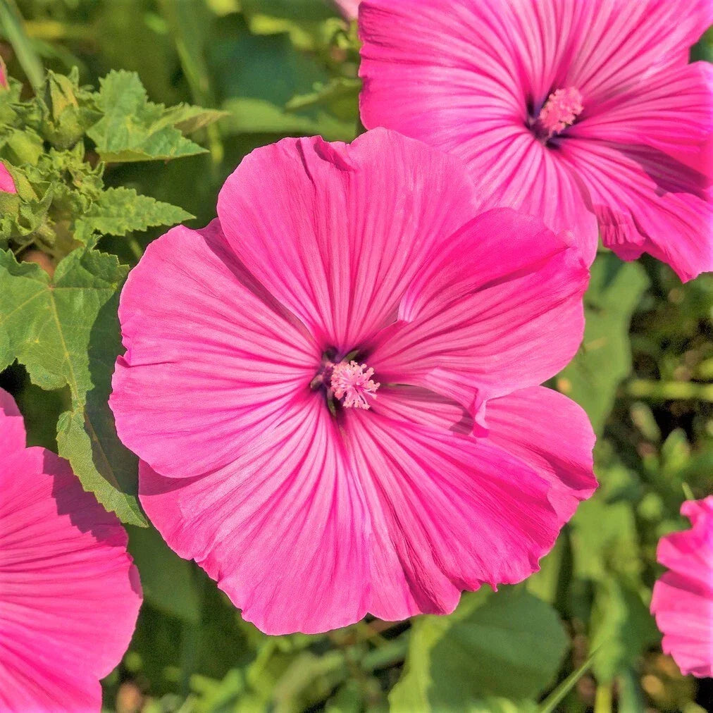 Pink Rose Mallow Seeds | Malva Trimestris Royal Tree French Hollyhock Flower Seeds for Garden, Borders, and Cuttings