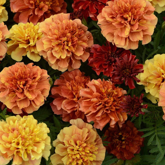 Marigold Seeds Strawberry Blonde Color-Changing Tagetes erecta 25 Pack for Borders, Containers & Garden Beds