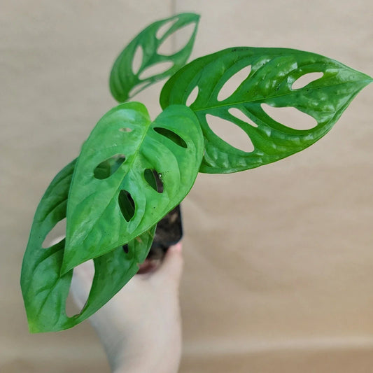Monstera Adansonii Swiss Cheese Plant 4-Inch Pot Indoor Tropical Houseplant Unique Foliage
