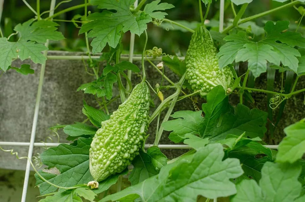 20 Green Bitter Melon Vine Seeds | Momordica charantia | Tropical Vegetable for Home Gardening