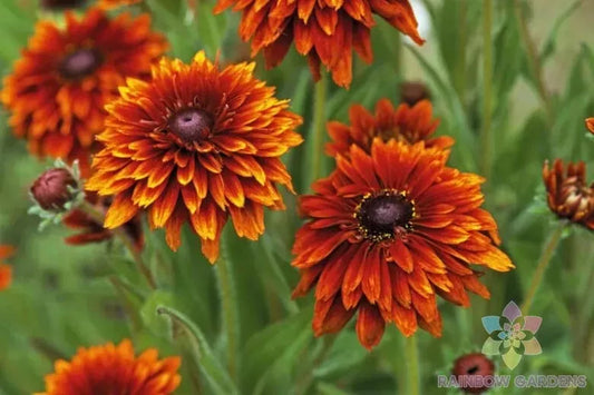 Cherokee Sunset Rudbeckia Seeds - 200+ Count - Black-Eyed Susan (Rudbeckia hirta) - Vibrant Yellow & Orange Blooms
