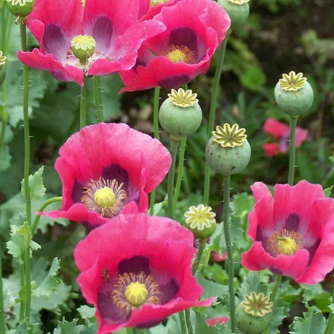 Pepperbox Poppy Seeds - 200+ Non-GMO Papaver somniferum for Garden Planting, Vibrant Red Blooms, Full Sun, Free Shipping