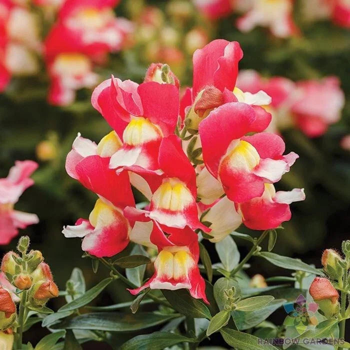 Snapdragon Seeds - 1000+ Snappy Rose White Antirrhinum majus Garden Flower Seeds for Borders & Containers - Free Shipping