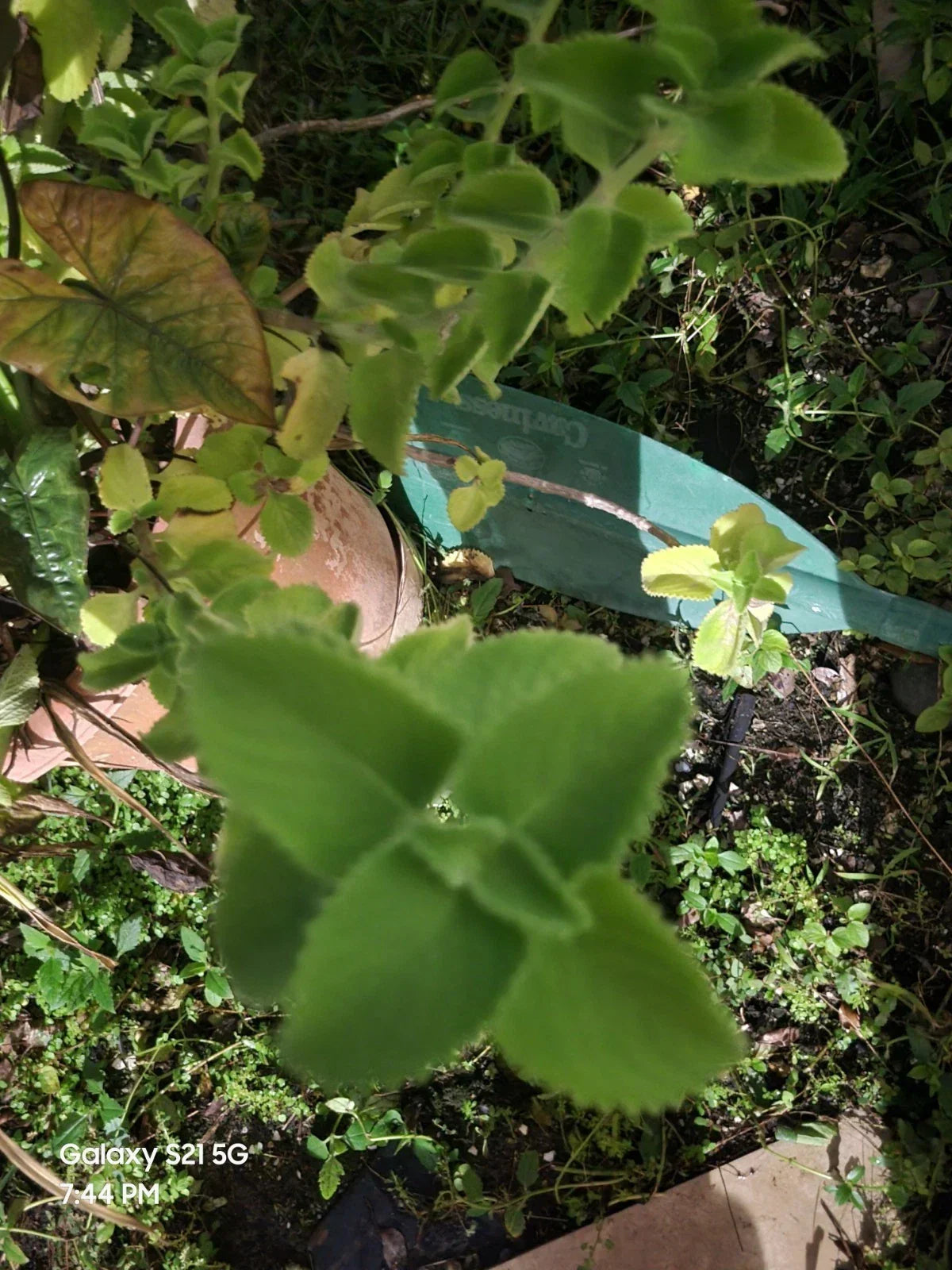 Cuban Oregano Cuttings – 2 Live Plants – Plectranthus amboinicus – Culinary Herb for Cooking & Gardening