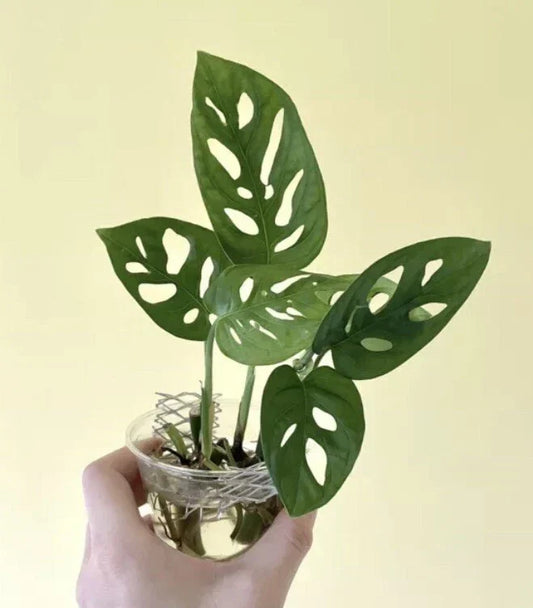 Monstera Adansonii Cuttings – 2 Nodes, 2 Leaves – Swiss Cheese Plant – Indoor House Plant – Tropical Foliage