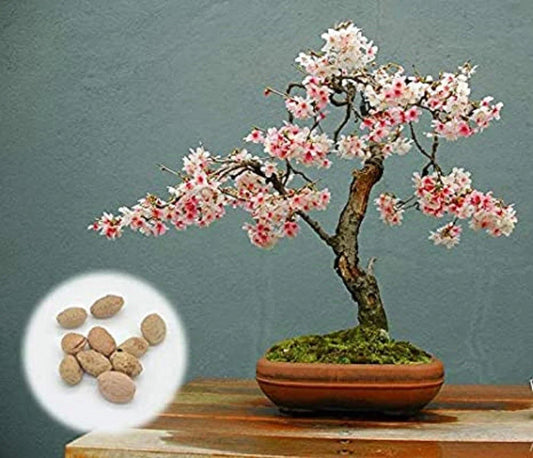 Japanese Flowering Cherry Blossom Bonsai Seeds - 20 Rare Prunus serrulata Seeds for Dwarf Exotic Bonsai Planting