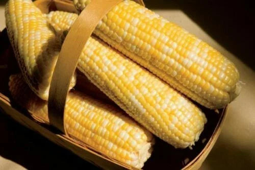 Sweet Corn Seeds - American Dream Variety - Non-GMO Zea Mays Heirloom Seeds for Home Gardening