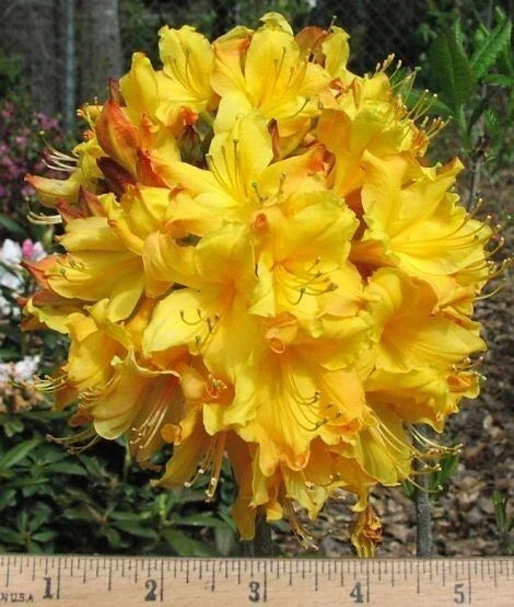 Aromi Azalea Starter Plant - Spring Fanfare Variety - Deciduous Rhododendron for Garden, Container, or Border Plant
