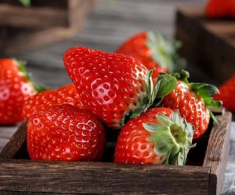 Red Strawberry Seeds - Perennial Fruit for Container Garden - Fragaria × ananassa - 100+ Seeds