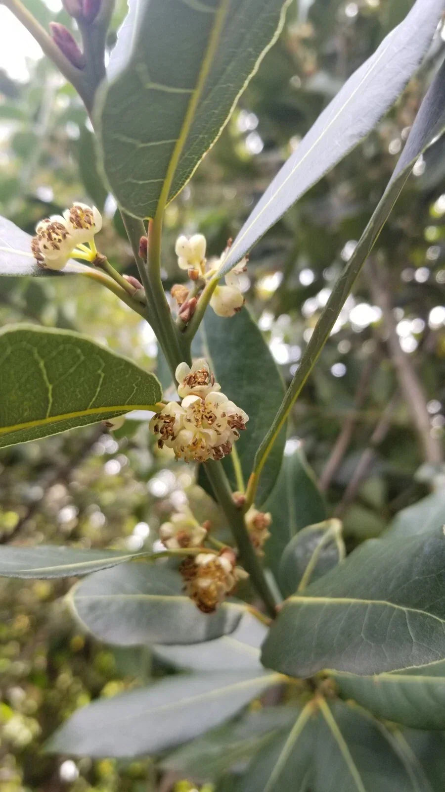 Bay Laurel Tree Cuttings – 5 Stem Propagation Set – Laurus nobilis – Culinary Herb, Aromatic, Easy to Root, Free Shipping