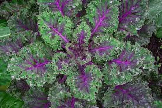 Organic Red Russian Kale Seeds - Heirloom Brassica napus, Tender Leaves, Nutritious Greens, Non-GMO, Pack of 200 Seeds