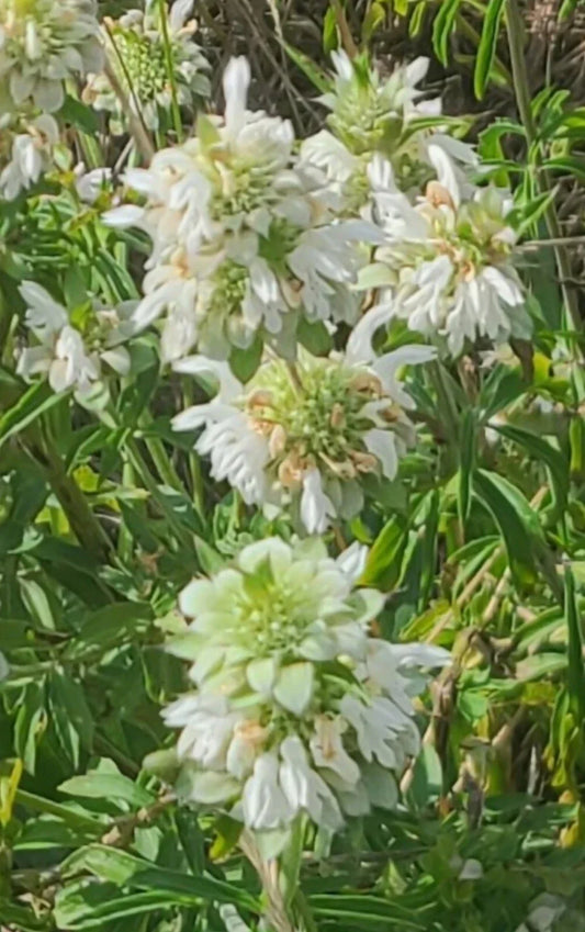 Lemon Beebalm Seeds - Organic Monarda citriodora Herb, Perennial, Culinary & Medicinal, 100+ Seeds for Garden & Pollinator Attracting