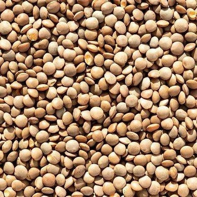 Brown Lentil Seeds - 100+ Count, Lens culinaris, Organic, Non-GMO, for Home Garden, Planting 2025, Edible Beans, Easy to Grow