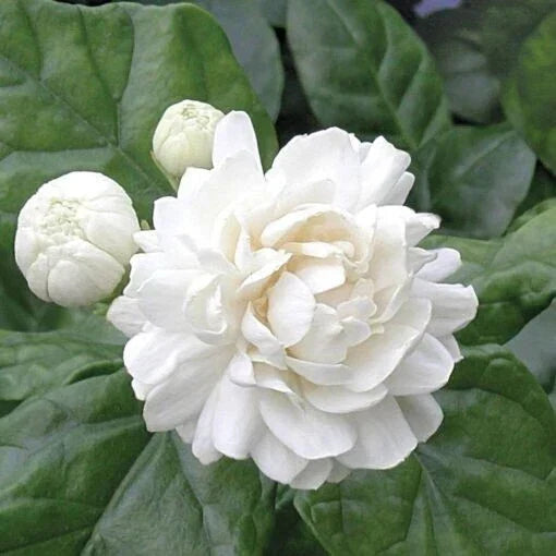 Grand Duke of Tuscany Jasmine Plant - Small Rooted Starter - Jasminum Sambac - Fragrant White Flowers Indoor or Garden Plant