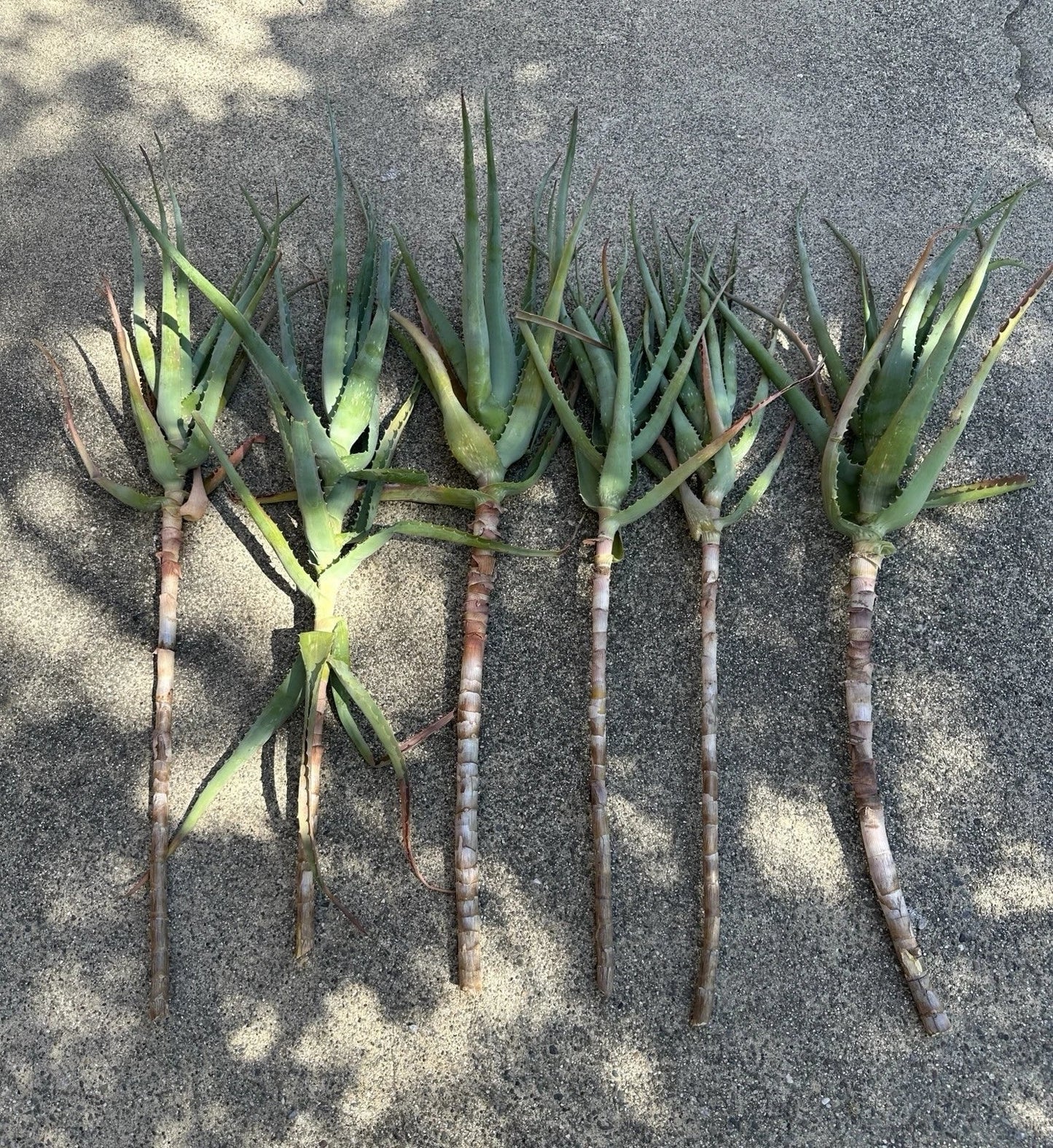 Torch Aloe Cuttings Lot of 6 | Candelabra Aloe | Aloe arborescens Succulents | Easy to Grow Indoor and Outdoor Plants
