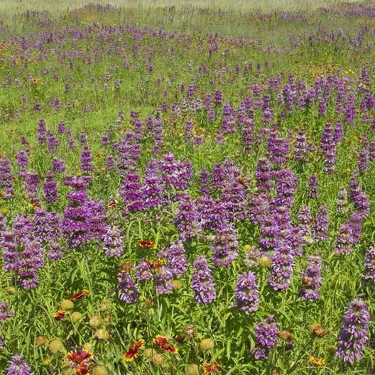 Bee Balm Seeds - 500 Non-GMO Monarda didyma LEMON MINT Purple Heirloom Pollinator Attracting