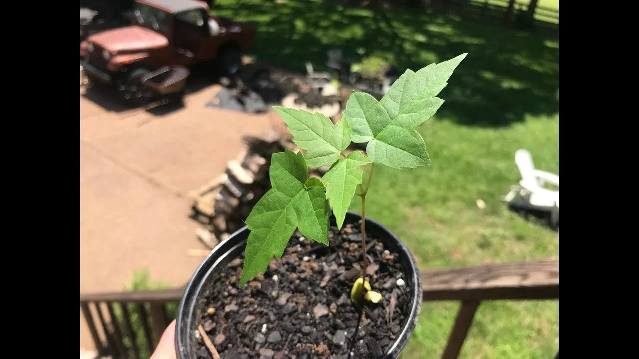 Silver Maple Live Tree Starter Plant – Acer saccharinum, Fast-Growing Deciduous Tree, 6-12 Inches, Landscaping & Garden Tree