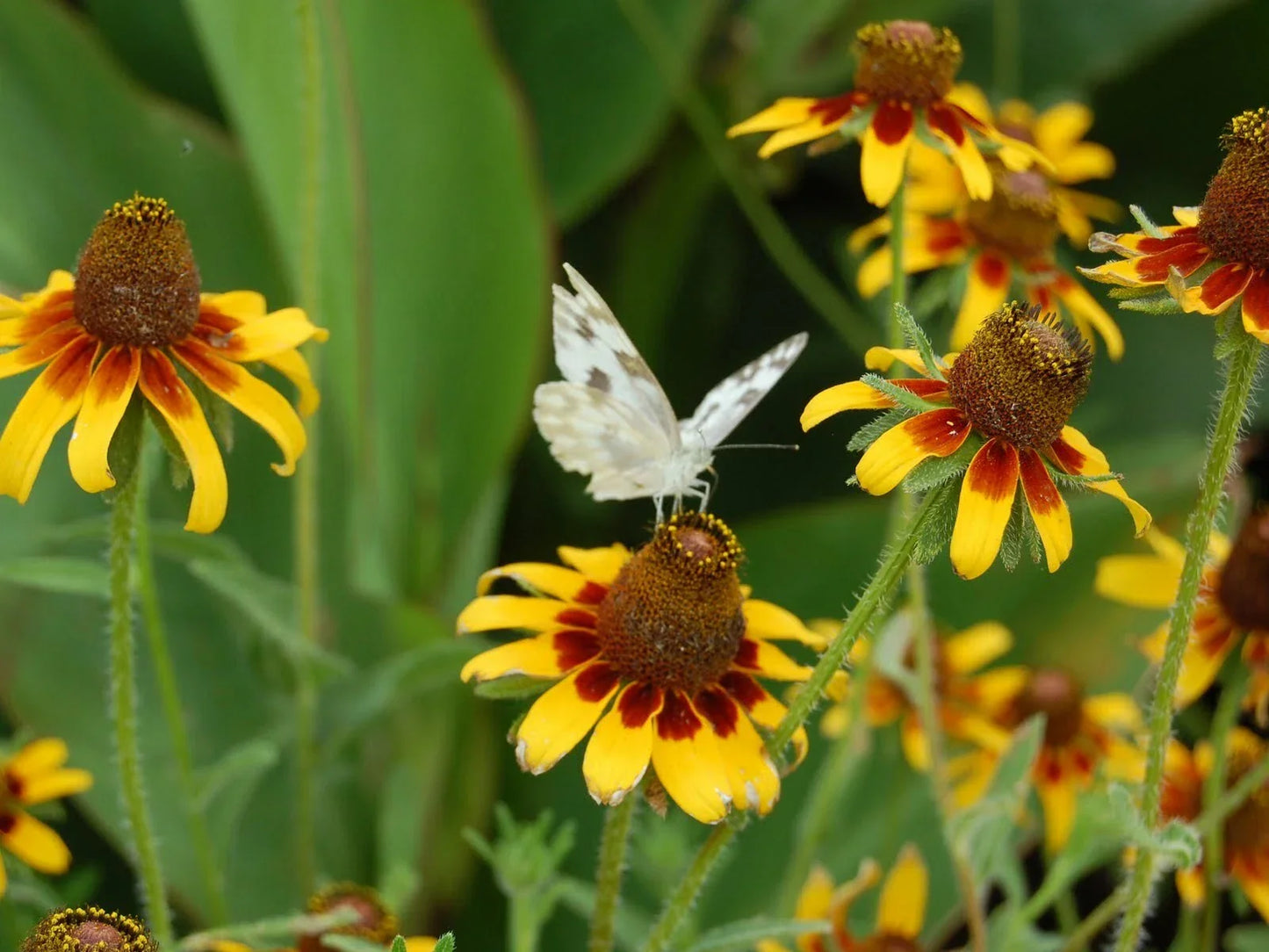 1000+ Clasping Yellow Coneflower Seeds | Rudbeckia amplexicaulis | Native Wildflower for Pollinators & Cut Flowers