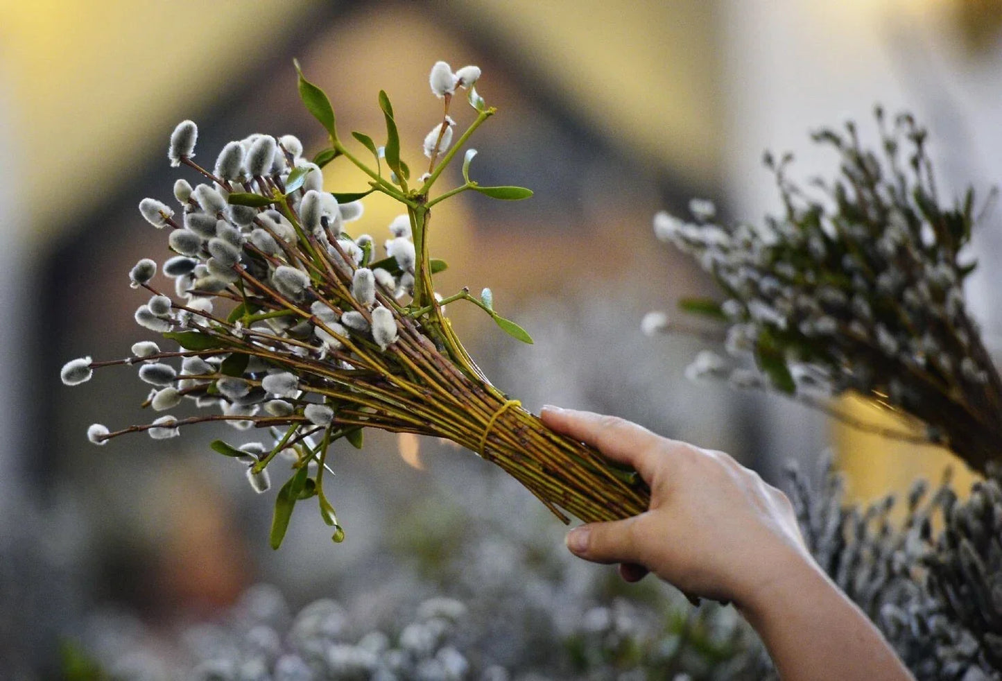 Fresh Pussy Willow Cuttings - 10 Unrooted Salix discolor for Easy Rooting, Seasonal Fuzzy Catkins, Garden & Floral Arrangements