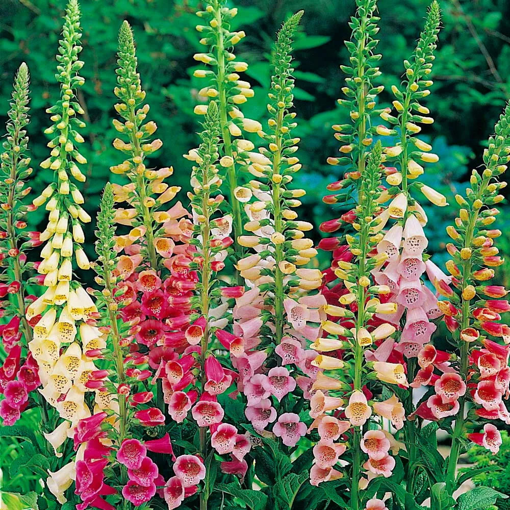 Foxglove Seeds Packet - Excelsior Mix Non-GMO Flower Seeds - Digitalis purpurea - Colorful Perennial Garden Blooms