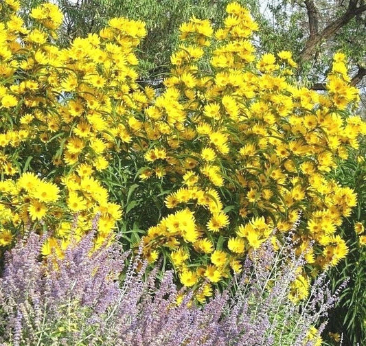 Maximilian Prairie Sunflower Seeds - 100+ Pack Native Wildflower for Drought Tolerance Helianthus maximiliani