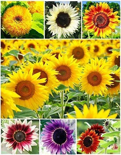 Sunflower Seeds for Planting - 100+ Colorful Mix - Non-GMO - Helianthus annuus - Vibrant Garden Flowers