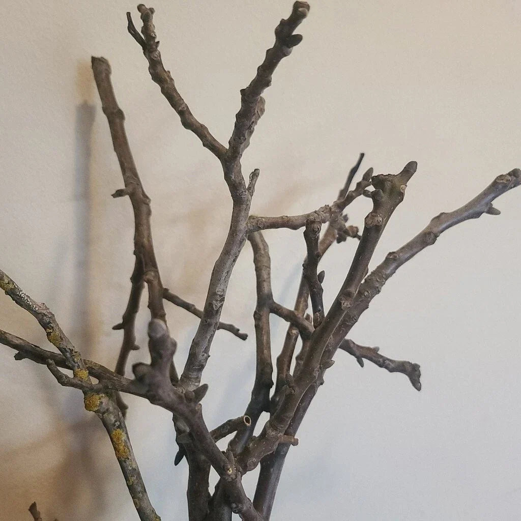Black Walnut Tree Cuttings 20x Unrooted Juglans Nigra for Propagation, Garden, Tree Growing Supplies