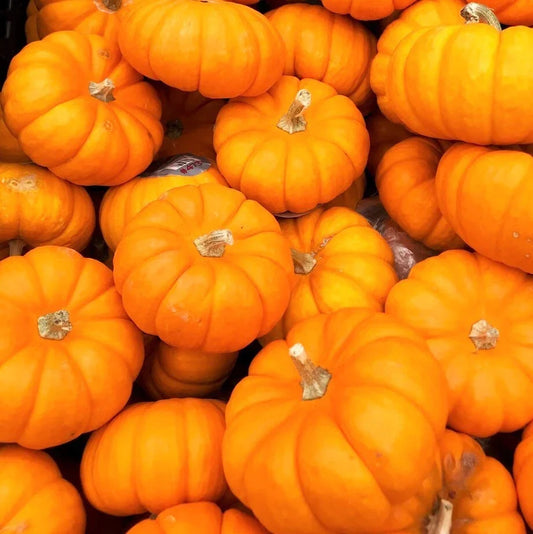 Jack Be Little Pumpkin Seeds - Miniature Orange Cucurbita pepo for Halloween & Fall Decorations, Untreated, 20 Seeds
