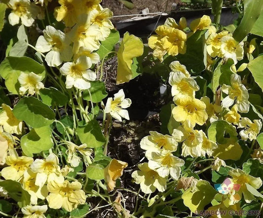 Moonlight Nasturtium Seeds - 50+ Pack, Tropaeolum majus, Edible Flowers, Garden Planting, Full Sun, Easy to Grow
