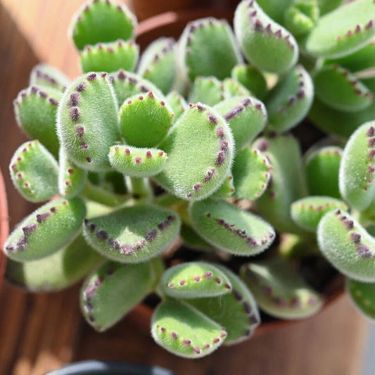 Live Succulent Plant - Cotyledon Tomentosa 'Bear's Paw' - Healthy Rooted Indoor Outdoor Decorative Plant