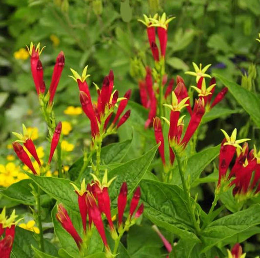 Indian Pink Bare Root Plant - Spigelia Marilandica Perennial Flower for Shade Gardens, Hummingbirds & Butterflies