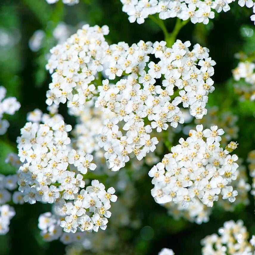 White Yarrow Seeds - Achillea Millefolium Milfoil Flower Seed Pack - Drought-Resistant, Full Sun, Perennial, 100 Seeds