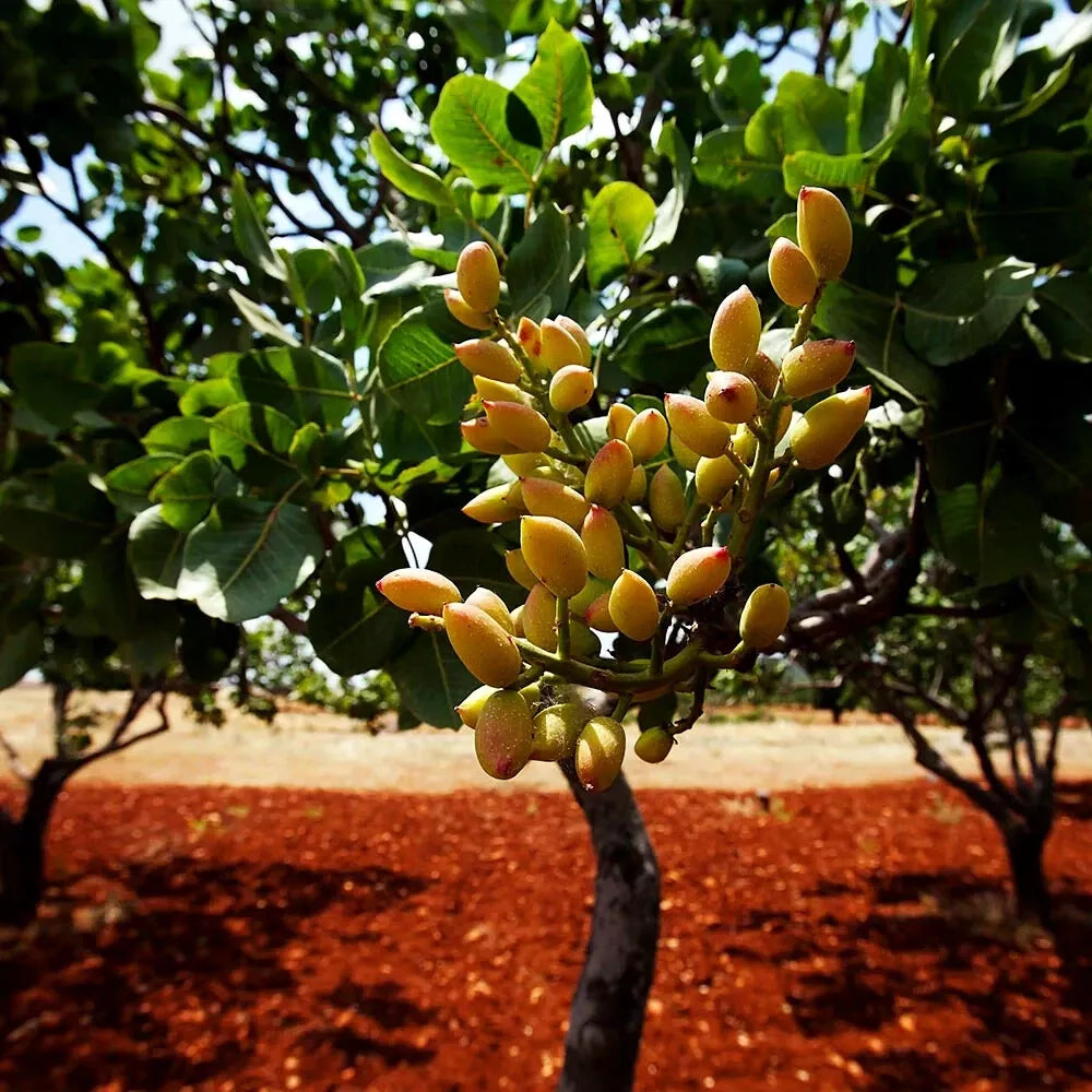 Pistachio Nut Tree Seeds - Edible Garden Plant - Pistacia vera - Zone 7 Hardy, Full Sun, Nut-Producing Seeds