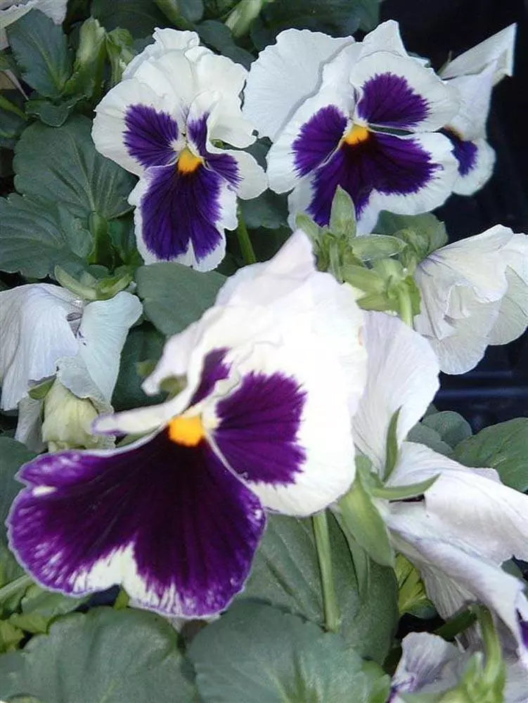 Pansy Seeds 50 Count - Delta Premium White with Blotch - Viola tricolor var. hortensis - Garden Flower Seeds for Containers & Beds
