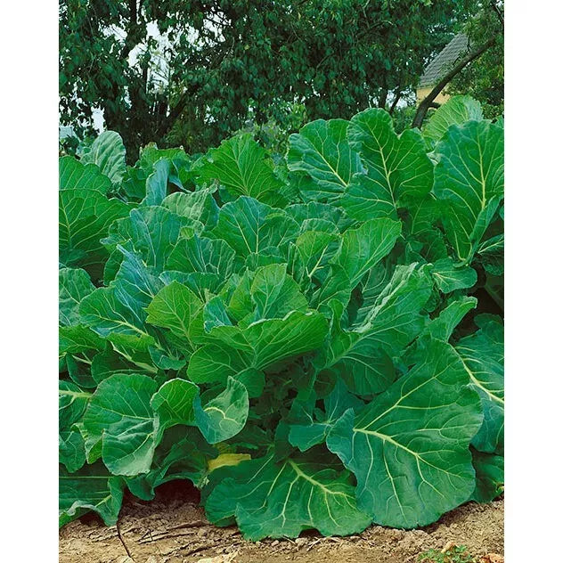 Portuguese Kale Seeds 1,000 Count Non-GMO Heirloom Brassica oleracea var. acephala for Home Garden, Nutrient-Rich, Full Sun