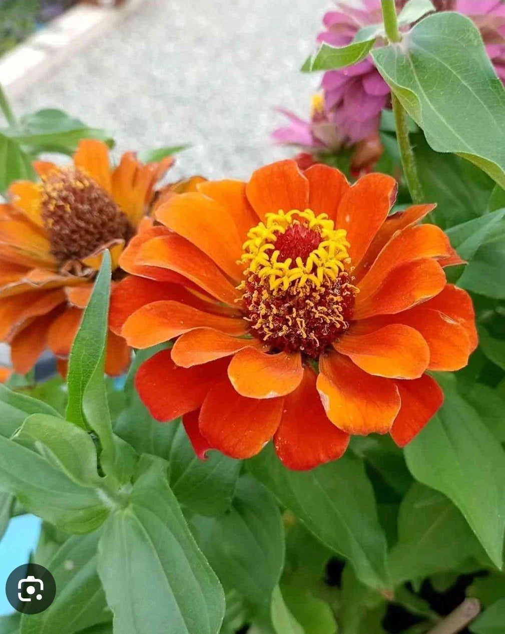Dwarf Zinnia Seeds - 50+ Profusion Orange - Zinnia elegans - Compact, Non-GMO, Heat Tolerant Flowers for Garden Decor
