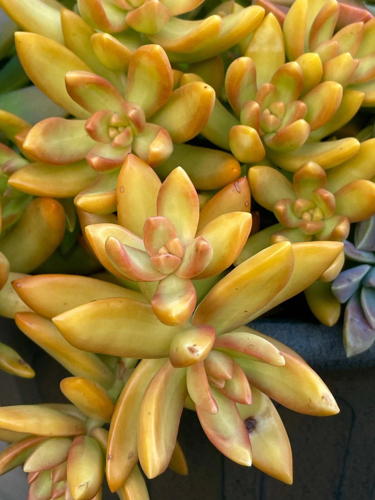 Rare Succulent Cutting - 2-Inch Sedum Orange Delight - Yellow Live Plant - Unrooted, Easy Care, Vibrant Color, Succulent Garden, Houseplant
