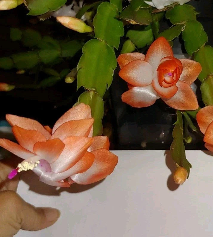 Christmas Cactus Cutting 2-Rooted Peach-Orange "Olivia" Schlumbergera truncate, festive flowering succulent, easy-care houseplant