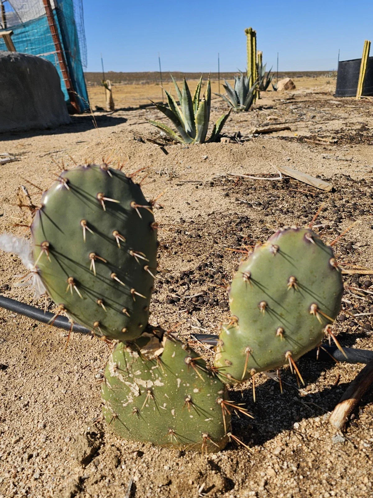 Coastal Prickly Pear Cactus 2 Pads Drought-Tolerant Succulent Opuntia Littoralis for Gardens & Containers