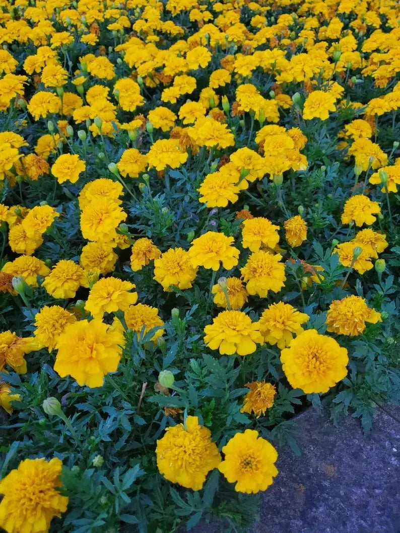 Dwarf Marigold Seeds Mix – Organic Tagetes patula – Vibrant Yellow & Orange Flowers – USA Grown, Annual, Full Sun, 100 Seeds