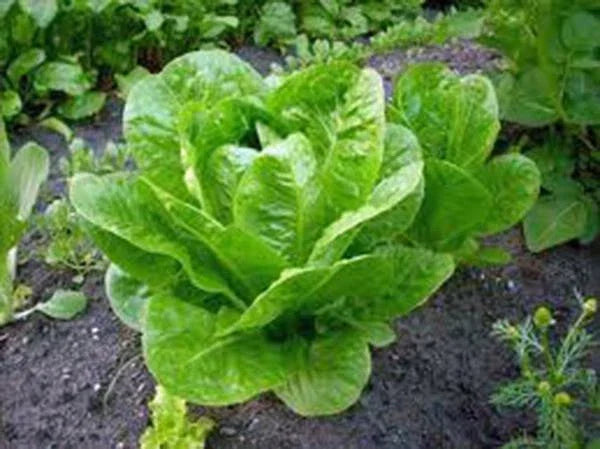 Butterhead Lettuce Seeds - Heirloom Buttercrunch, Non-GMO, 500 Seeds, Salad Greens, Lactuca sativa, Home Gardening