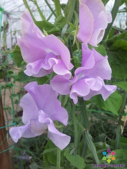 Misty Mountain Sweet Pea Seeds - 50+ Pack, Fragrant Climbing Flowers, Lathyrus odoratus, Garden Planting, USA