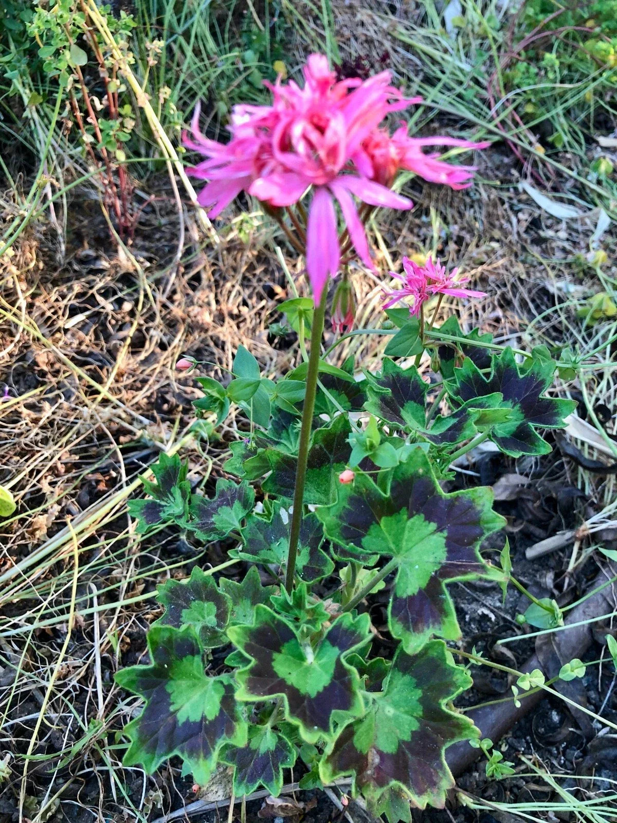 Rare Spiky Pink Bloom Cluster Pelargonium Geranium 6-Inch Live Plant Cutting for Indoor Gardening