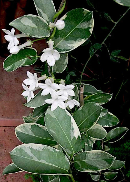 Live Cuttings – 7” Variegated Stephanotis Madagascar Jasmine – Exotic Houseplant with White Flowers and Fragrant Leaves