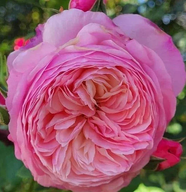 Wedding Rose Cuttings – 3 Fresh Rosa Hybrid Stems for Floral Arrangements and Bouquets