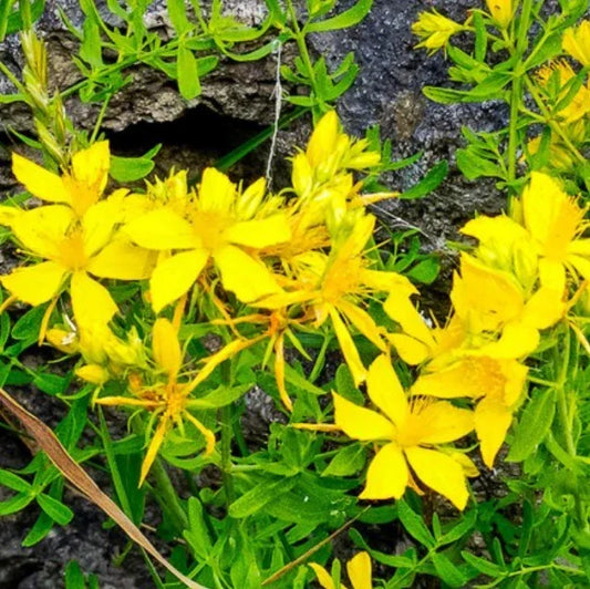 Great St. John's Wort Seeds - Hypericum perforatum - Yellow Medicinal Herb - Non-GMO, 1000 Seeds for Herbal Garden