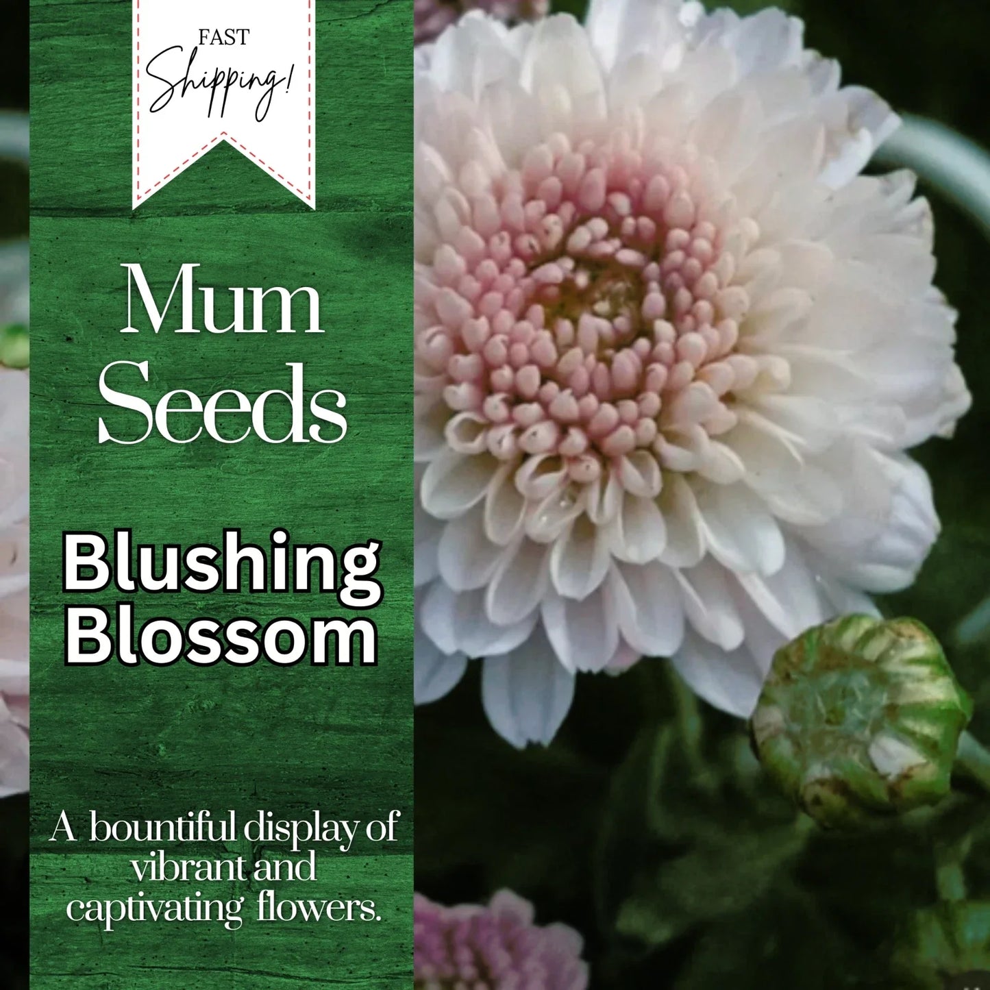 Chrysanthemum Seeds - Blushing Blossom Variety - 200+ Flower Seeds for Garden, Borders, Containers - Chrysanthemum morifolium